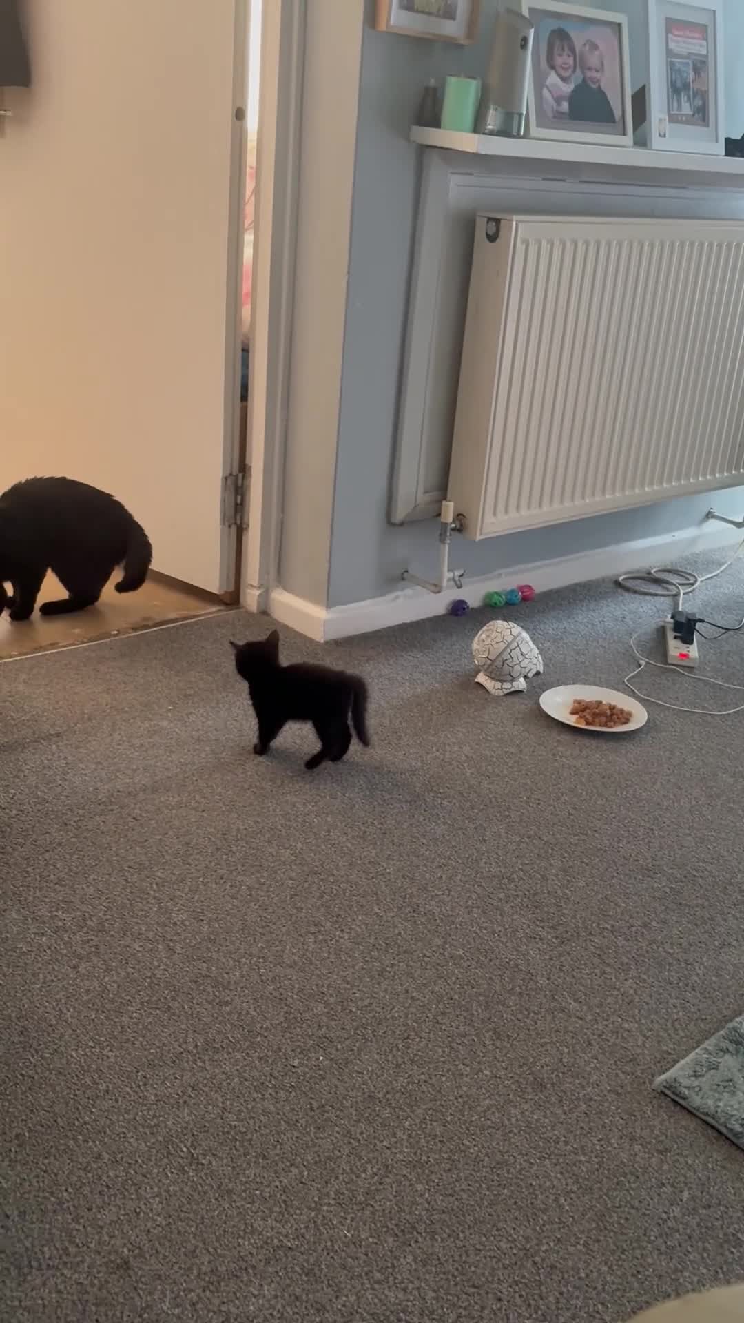 Domestic Shorthair cats for sale: Cleo the cat - Video 1