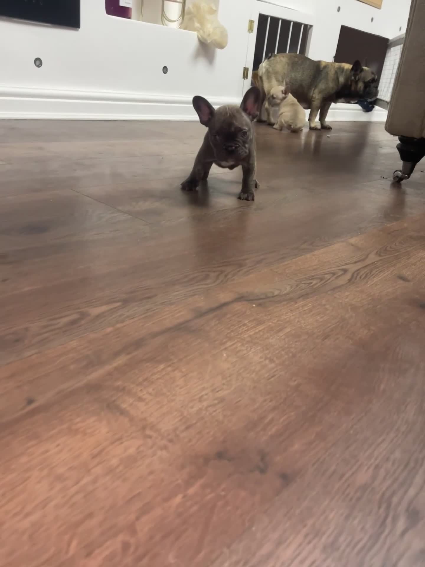 French Bulldog dogs for sale: Brindle & Fawn French Bulldog Puppies - Video 3