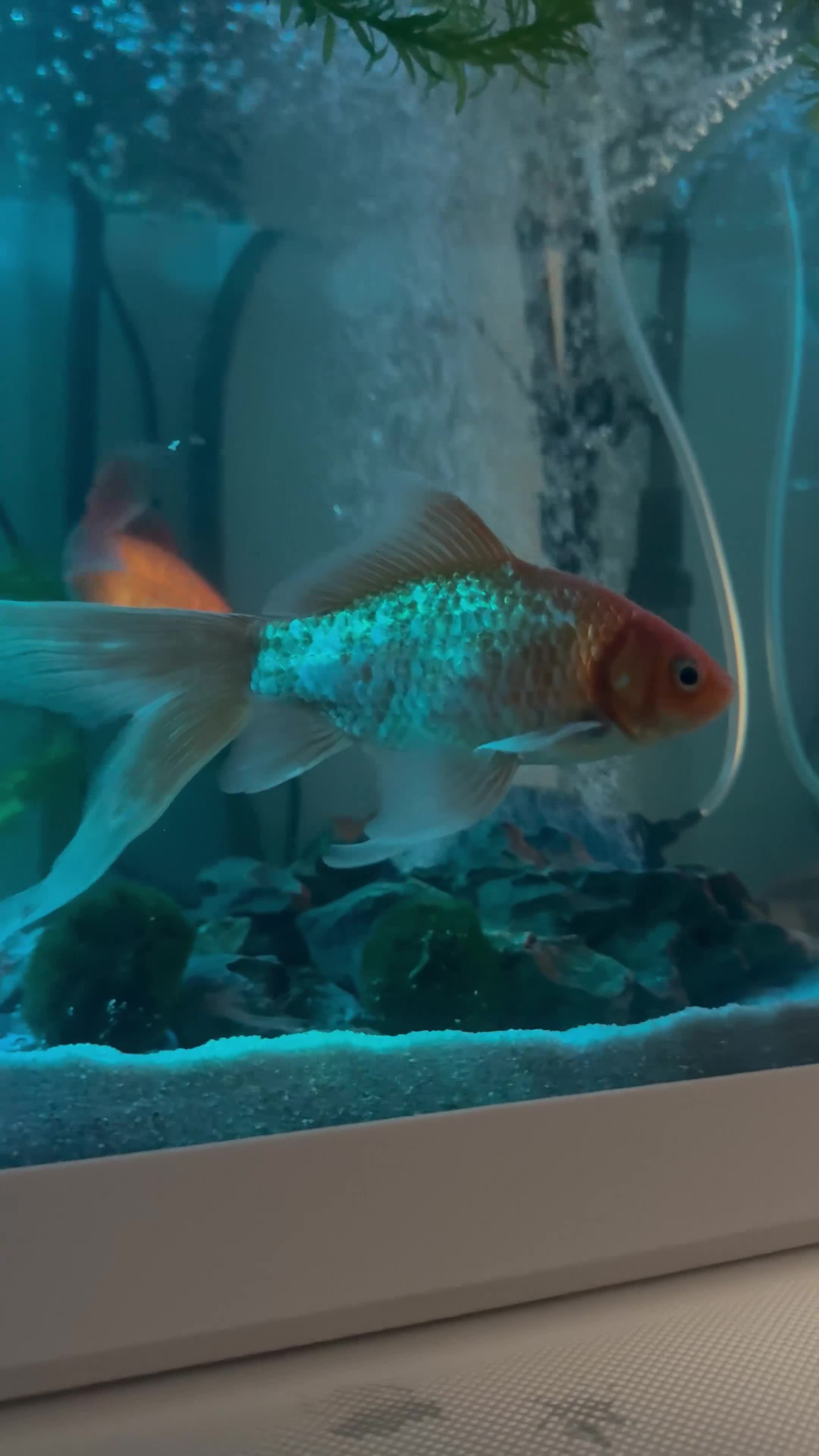Goldfish fish for sale: 3 beautiful goldfish for sale 💖 in Stratford-upon-Avon - Video 1