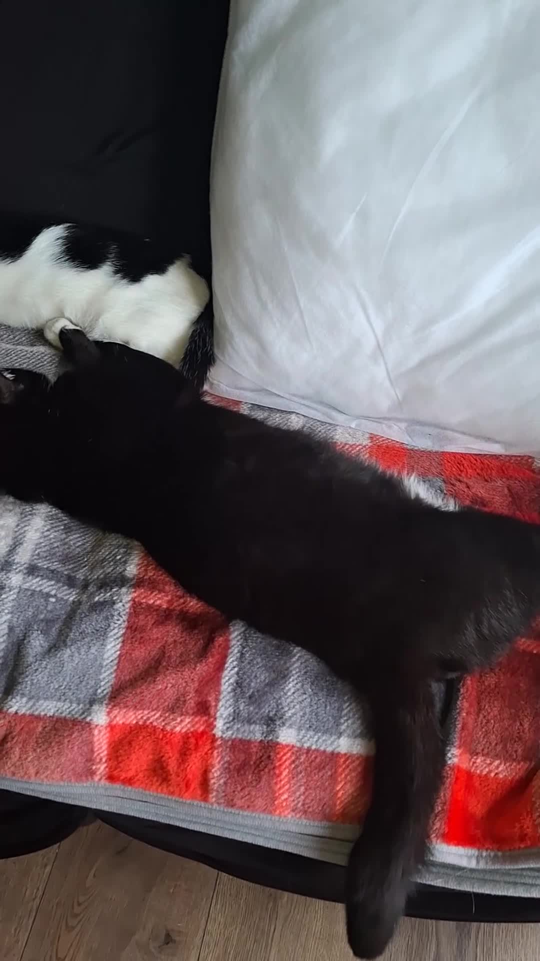 Mixed Breed cats for sale:  Betty & Winter Looking for Their Forever Home  - Video 1