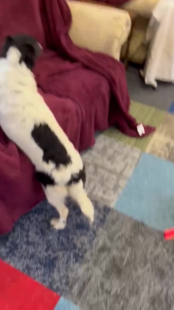 Mixed Breed dogs for adoption: MARNIE - Video 1