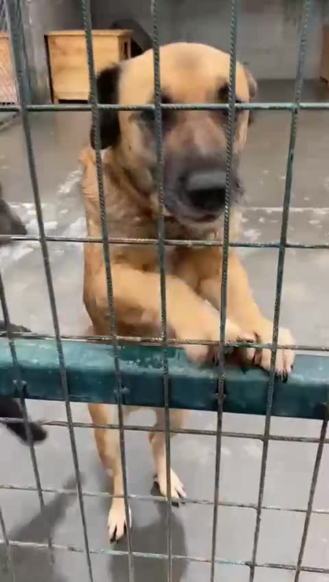 Mixed Breed dogs for adoption: Captain, 10 yrs old. Available for adoption. - Video 4