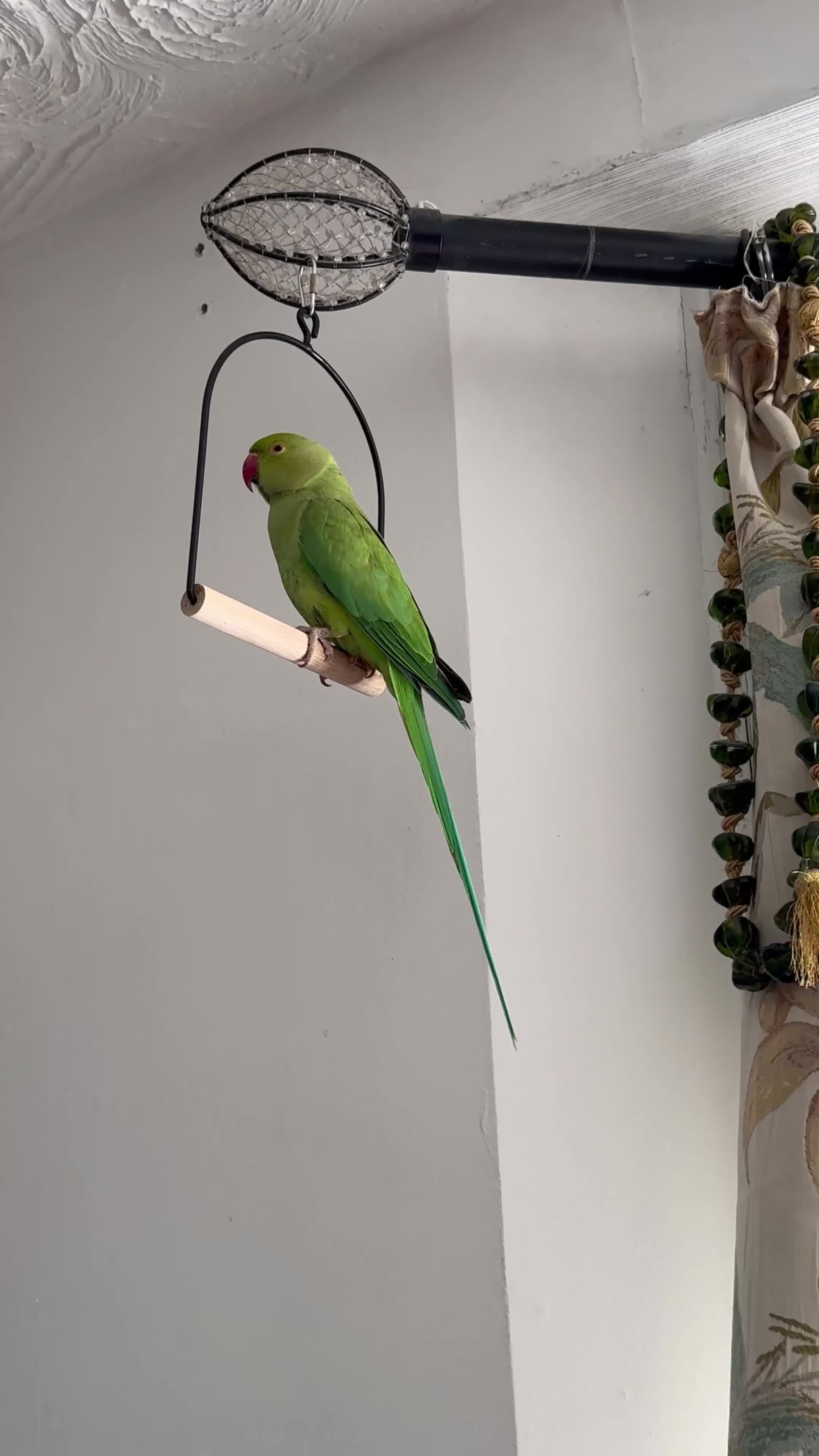 Parrots birds for sale: Ringneck Parrot in Gravesend - Video 1
