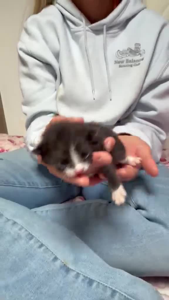 Mixed Breed cats for sale: Beautiful kittens looking for forever home  in Livingston - Video 2