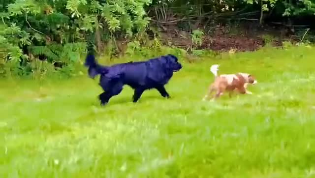 Newfoundland dogs for sale: Newfoundland male  - Video 1