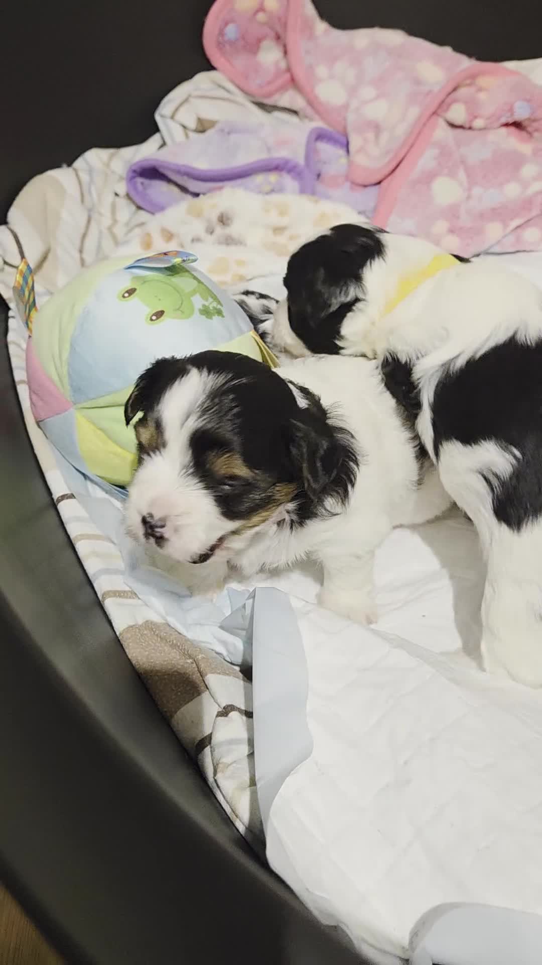 Biewer Terrier dogs for sale: Biewer Yorkshire Terrier  - Video 1