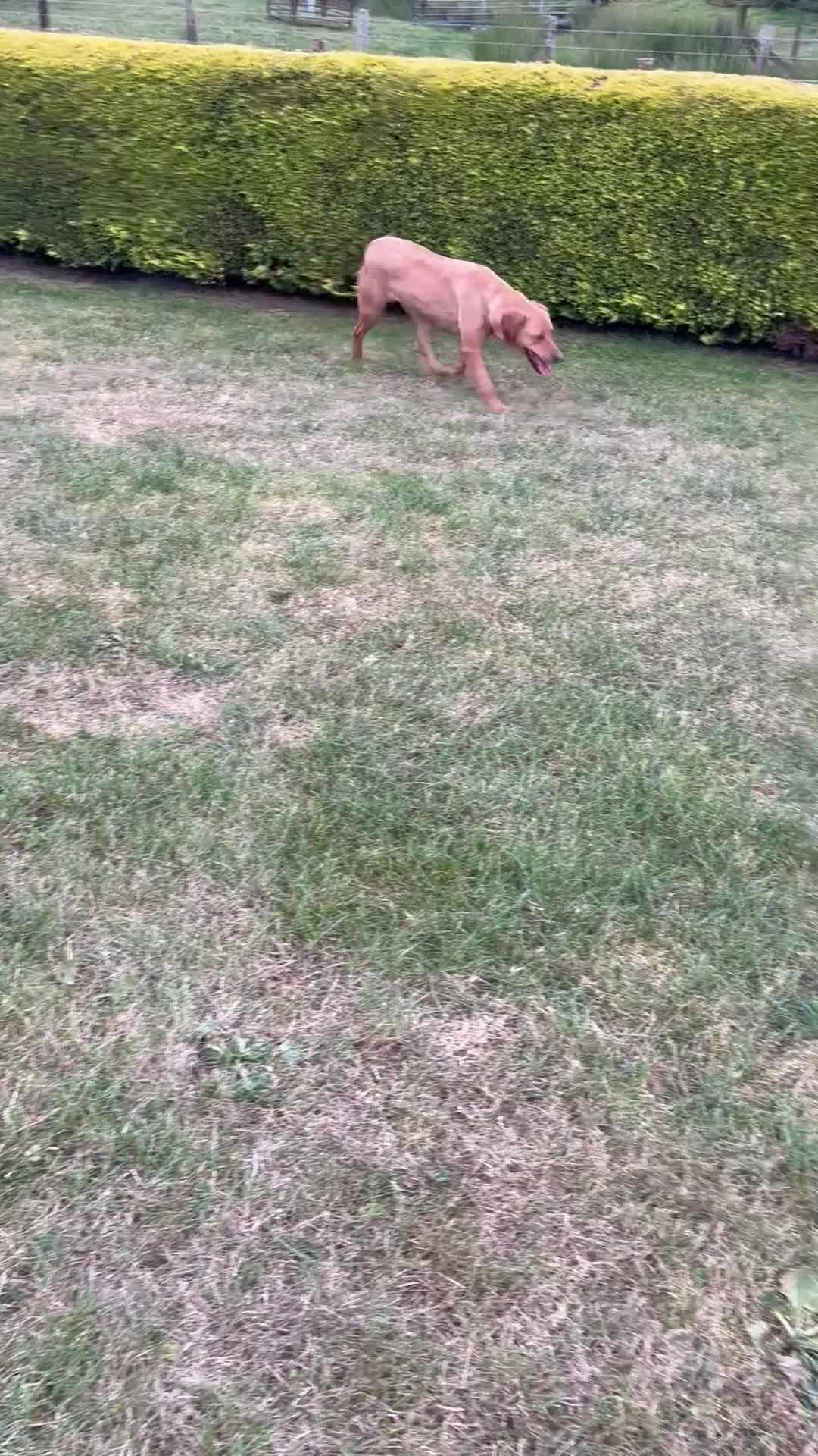 Labrador Retriever dogs for sale: ⭐️ Madi - Looking for new home ⭐  - Video 1