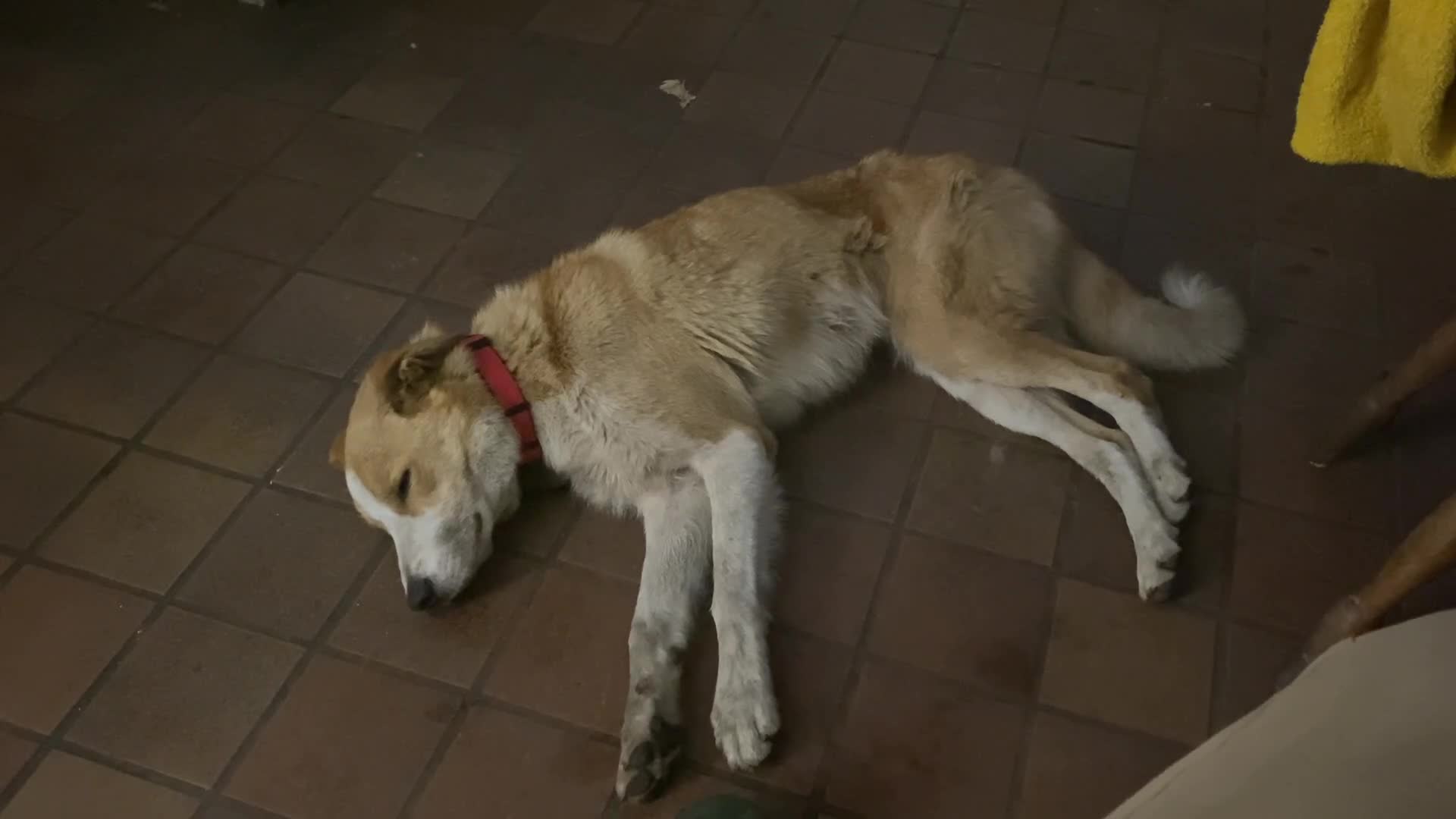 Mixed Breed dogs for sale: King Bryn  - Video 2
