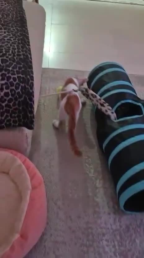 Mixed Breed cats for adoption: HARLEY & BOB BONDED BOYS 4M NEUTERED -VACCINATED  - Video 2