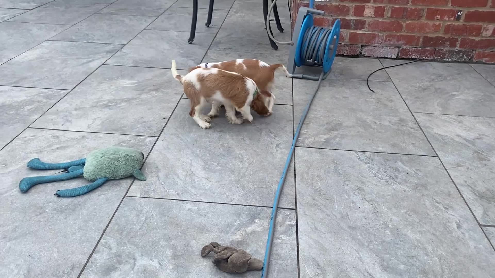Cavalier King Charles Spaniel dogs for sale: Cavalier King Charles  - Video 1