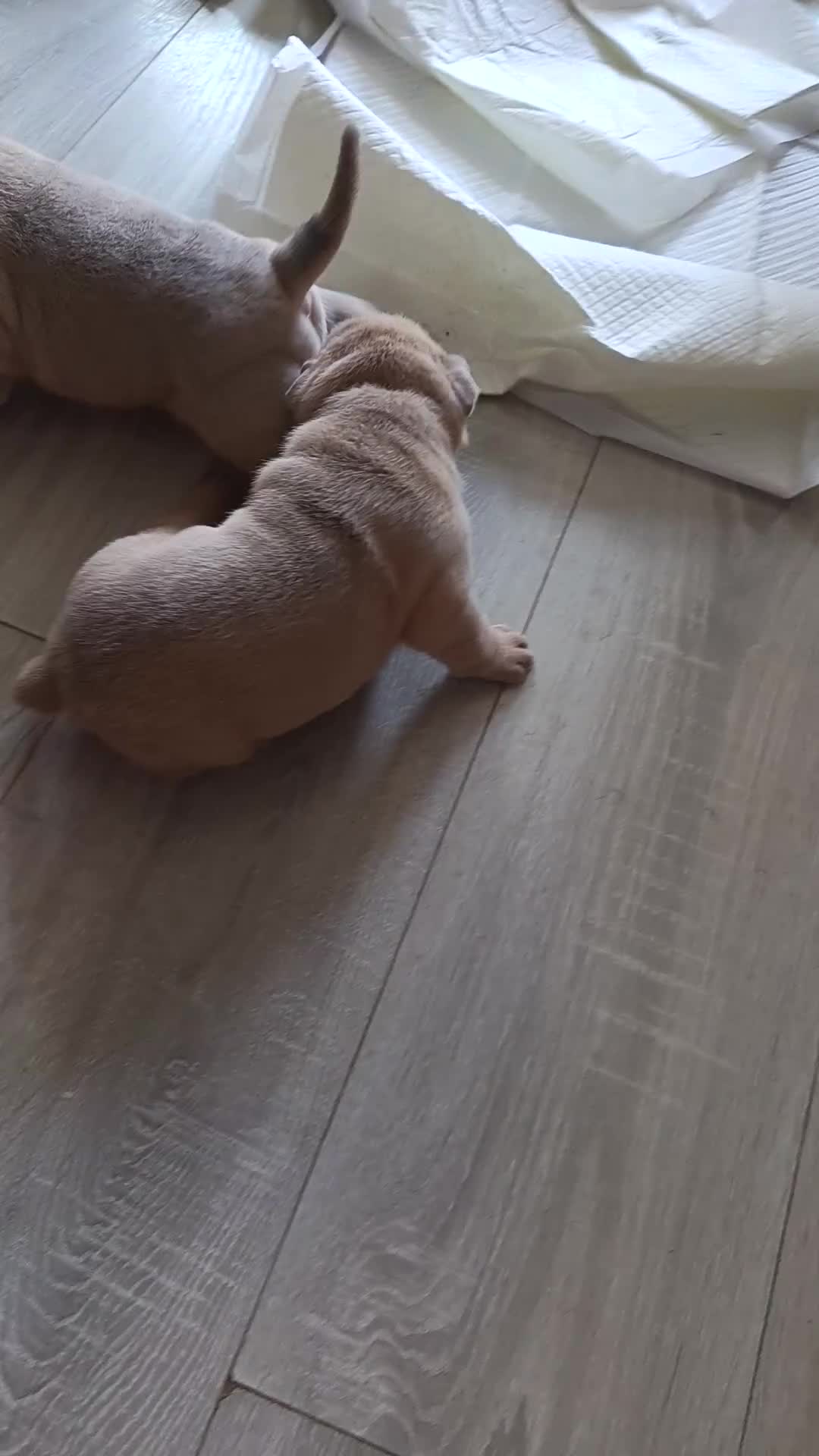 Mixed Breed dogs for sale: Bullpei puppies - Video 1