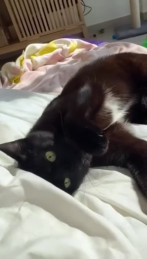 Mixed Breed cats for adoption: VASYA- HANDSOME AFFECTIONATE NEUTERED BOY - Video 3