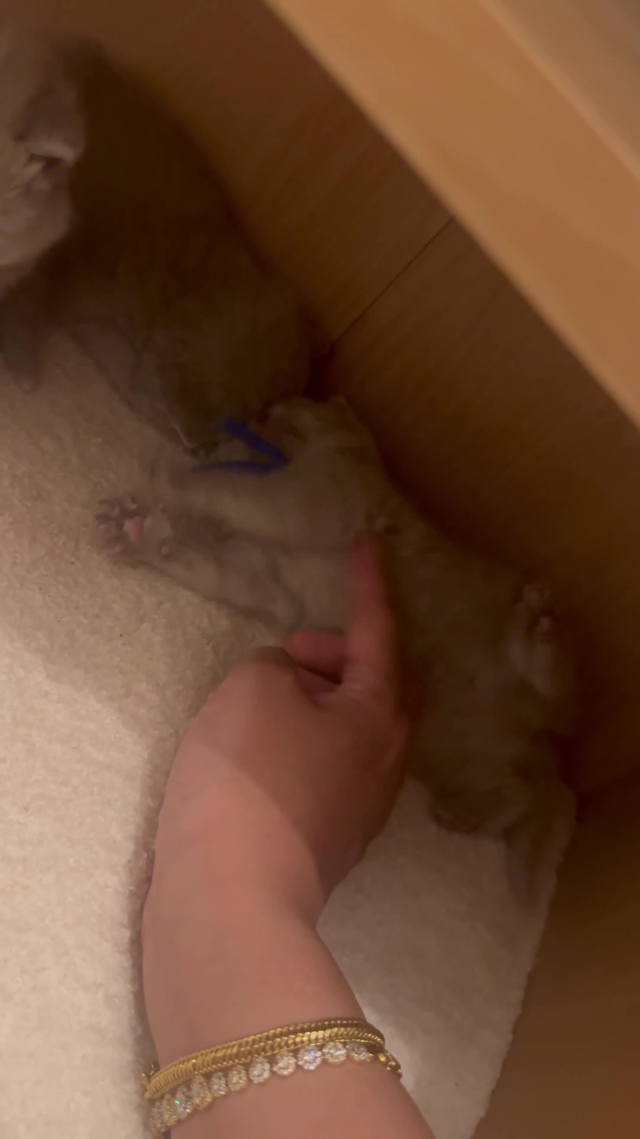 British Shorthair cats for sale: Stunning Chunky Lilac GIRL  - Video 1