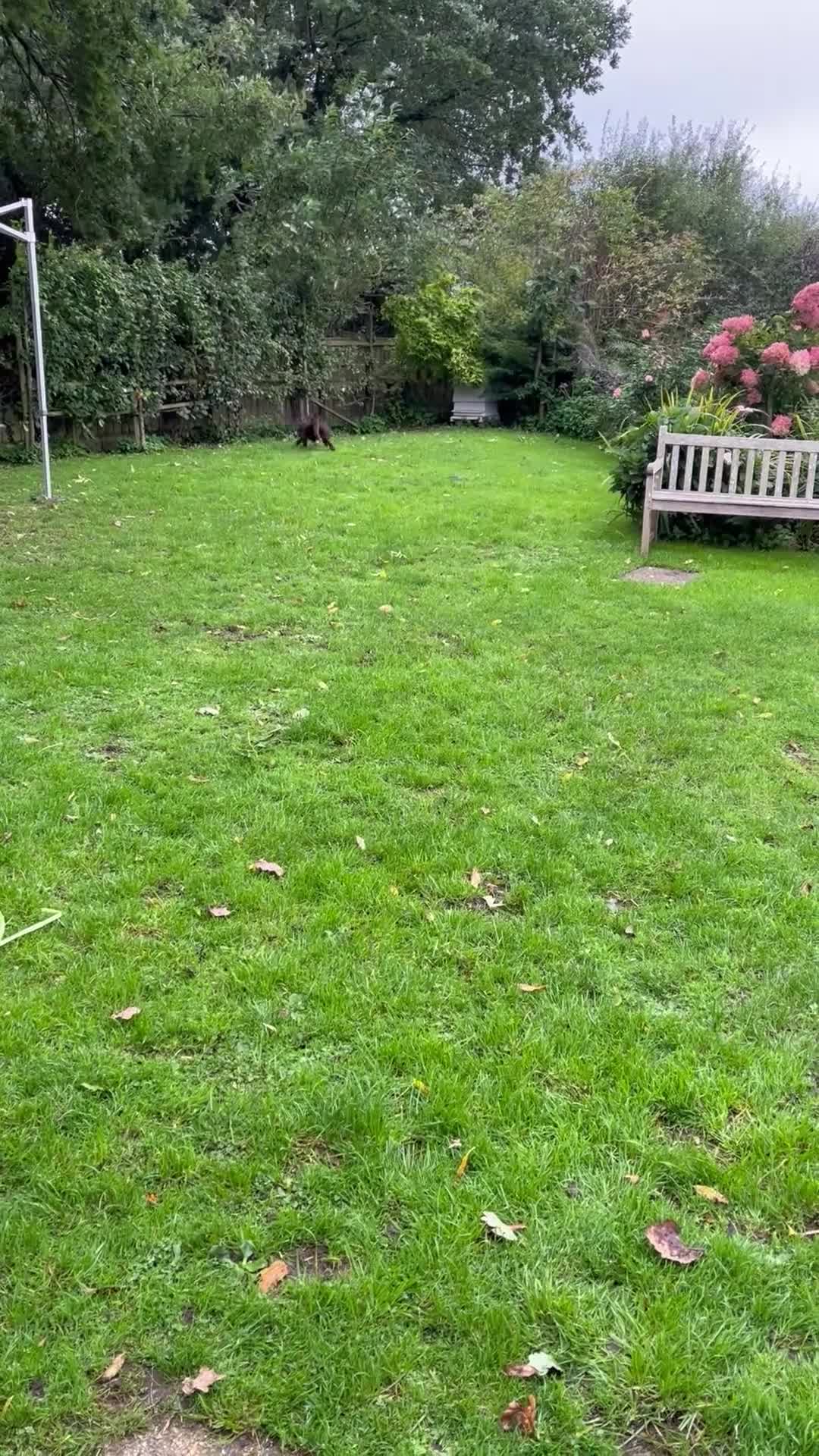 Labrador Retriever dogs for sale: Handsome Chocolate Labrador Male - Video 1