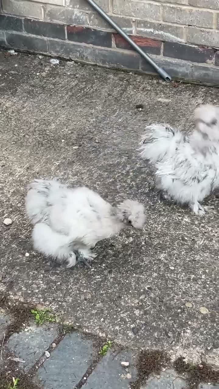 Mixed Breed birds for sale: 3 silkie x pekins 2females one male  in Dewsbury - Video 1