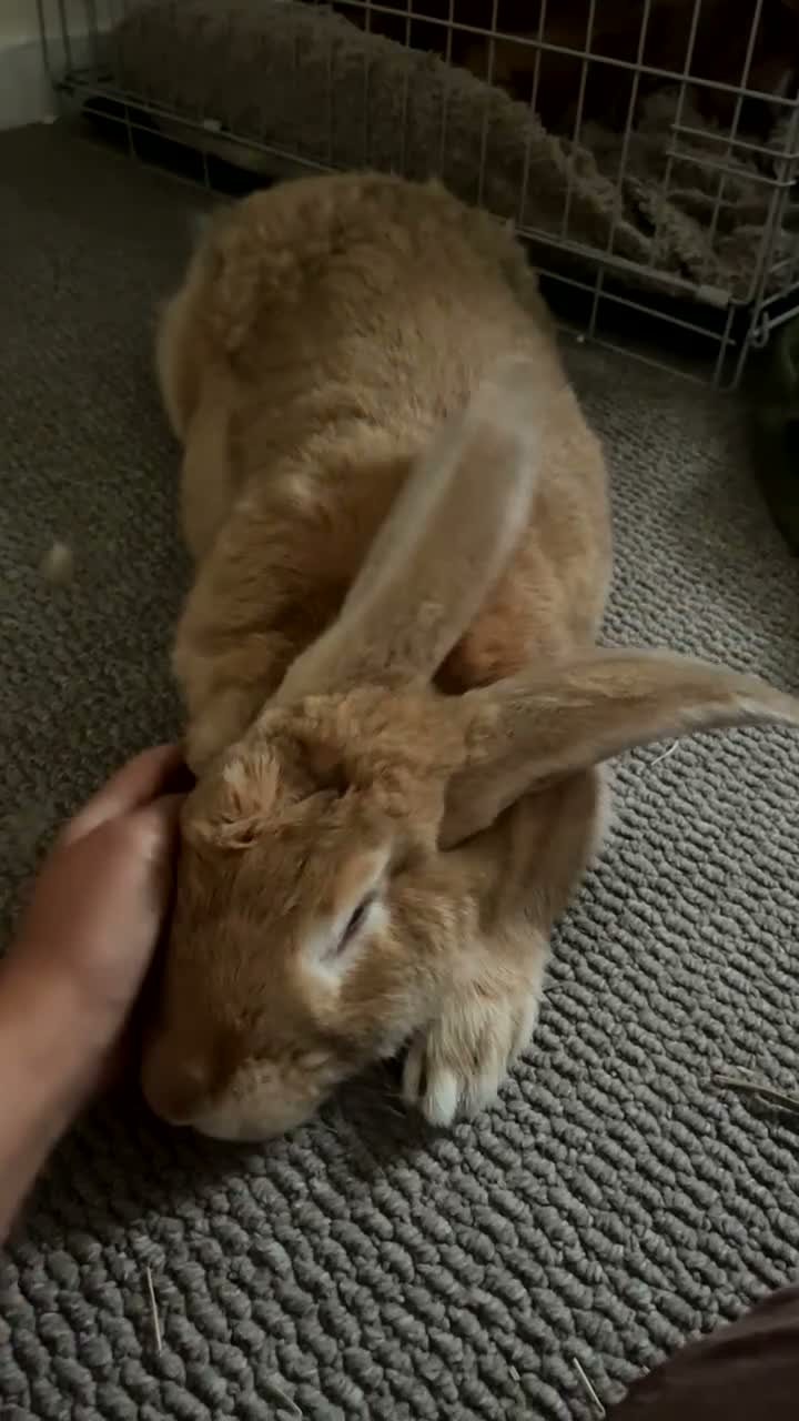 Continental Giant rabbits for sale: Conti giant **indoor home only in Farnham - Video 1