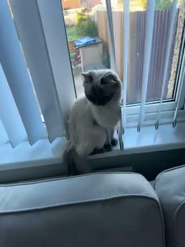Ragdoll cats for sale: Stunning ragdoll  - Video 1