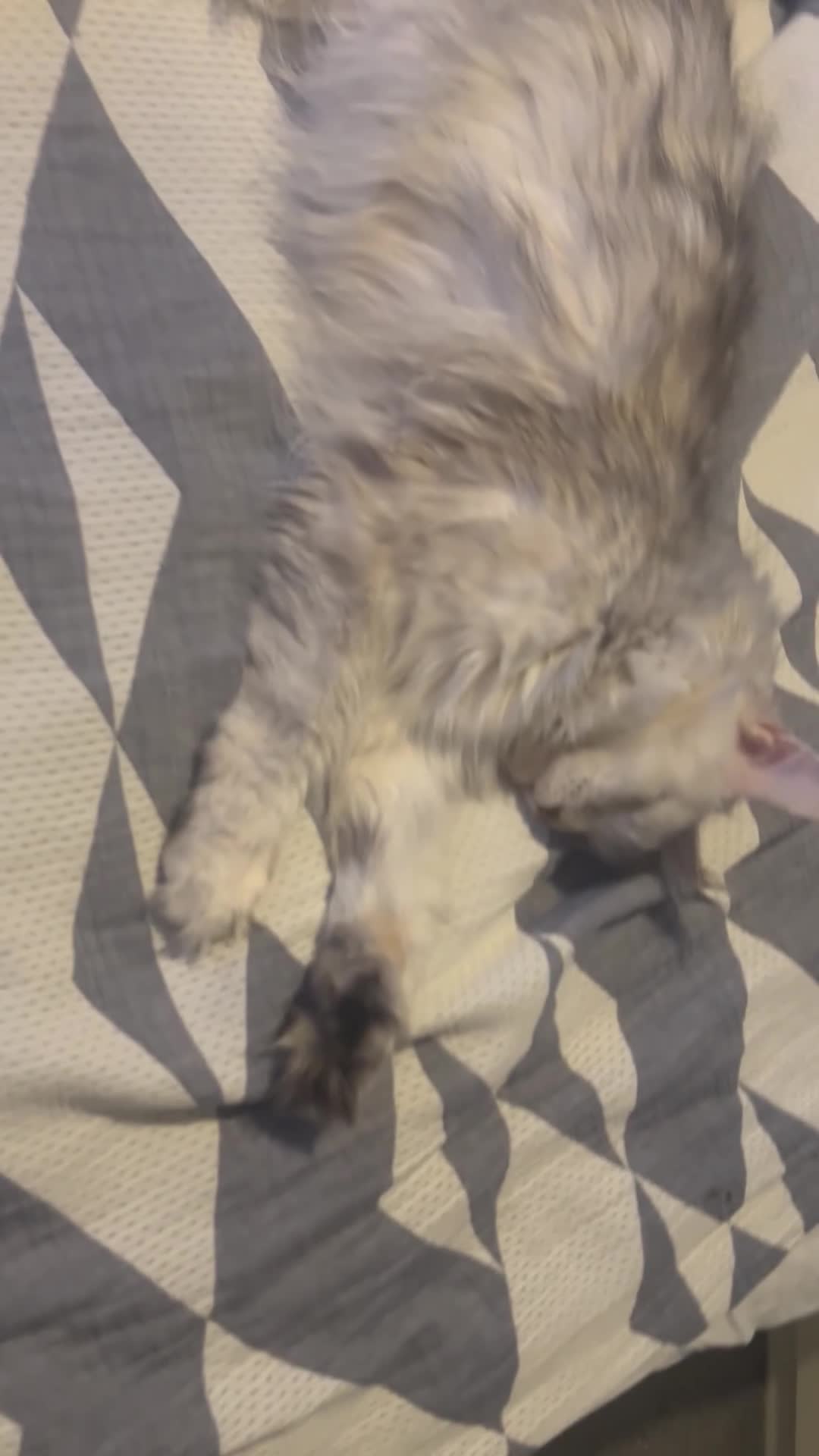 Maine Coon cats for sale: Maine Coon kittens 🤗 - Video 1