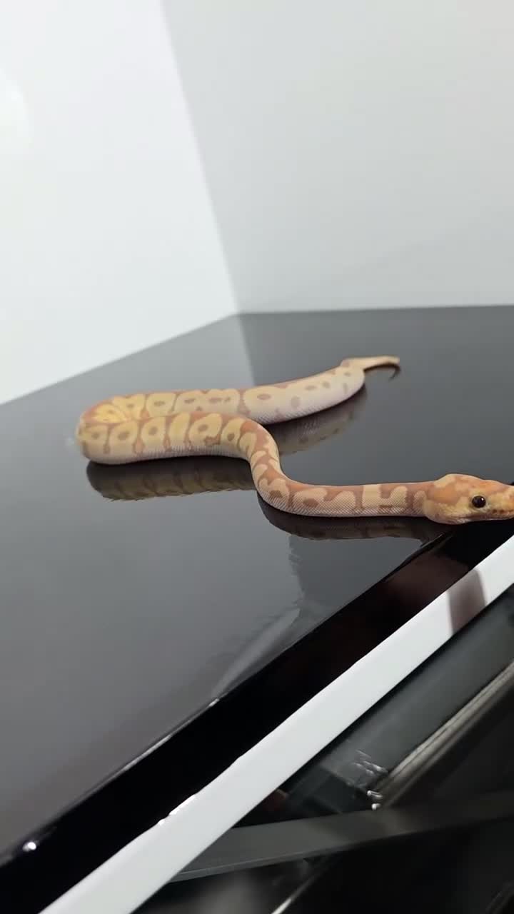 Python Snake reptiles for sale: Regius pythons/ ball pythos - Video 1