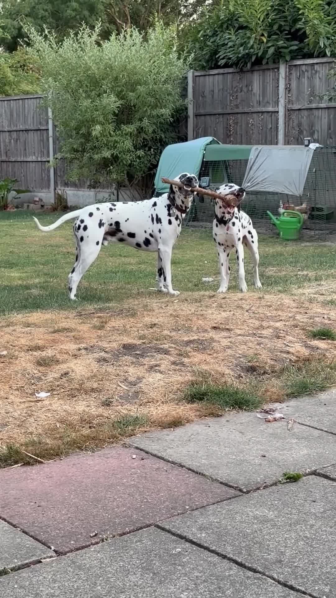 Dalmatian dogs for sale: Doodles Dalmatian puppy  in Addlestone - Video 1