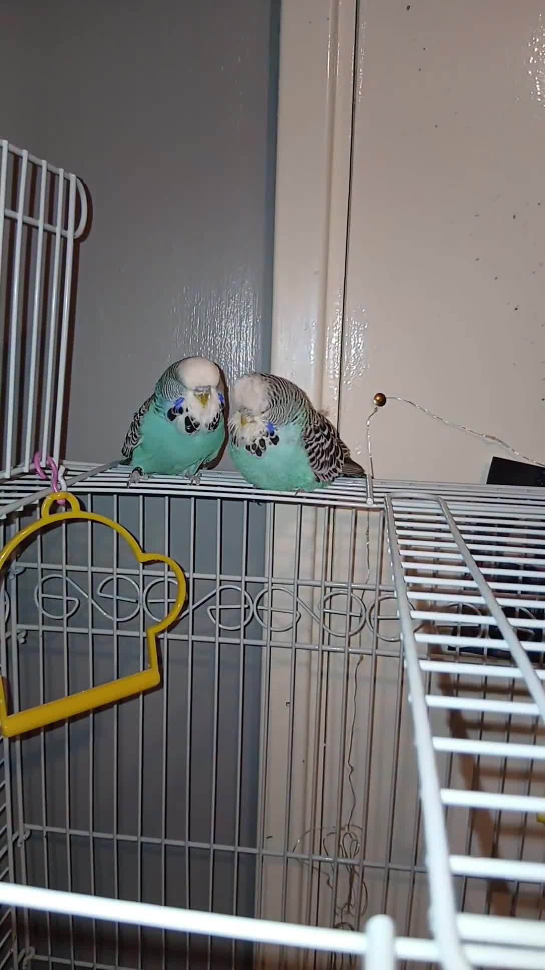 Budgerigars birds for sale: 2 male budgies  - Video 1