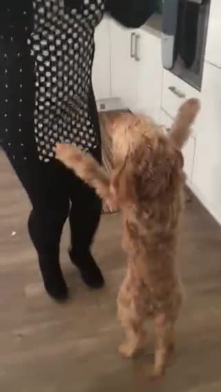 Cockapoo dogs for stud: BAXTER Makes Beautiful Babies 🐾 in Haddington - Video 1