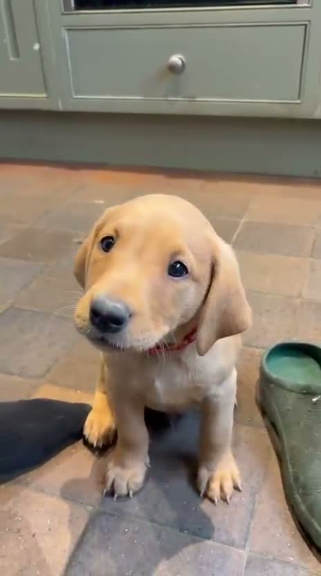 Labrador Retriever dogs for sale: 3 Beautiful Fox Red Labrador Boy Puppies for Sale in Edenbridge - Video 1