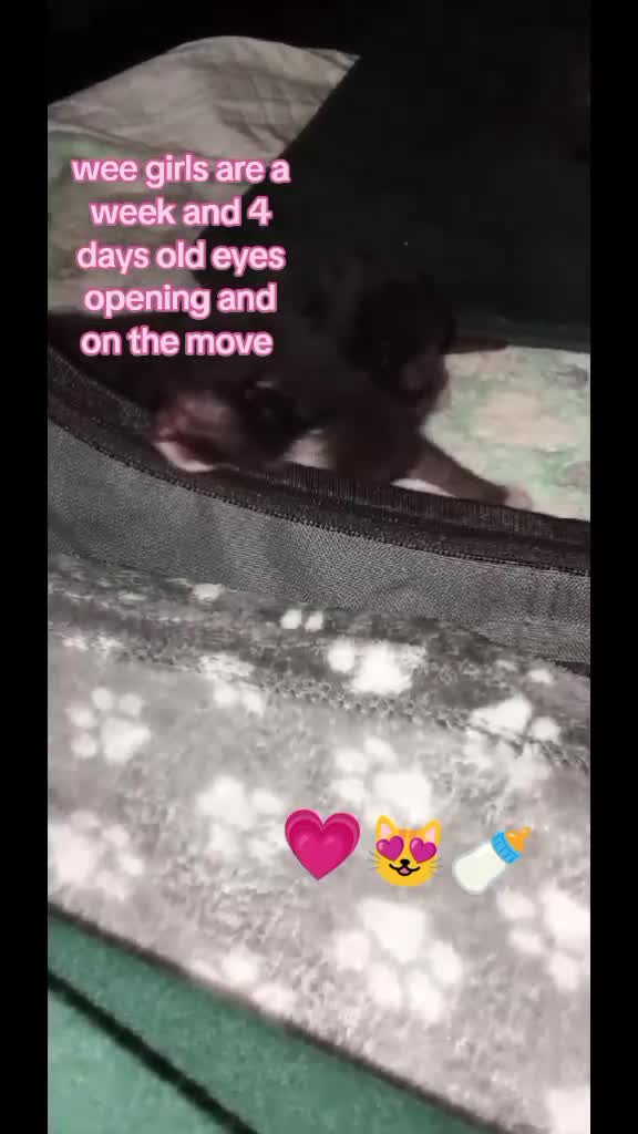 Mixed Breed cats for sale: 2 Female kittens  - Video 1