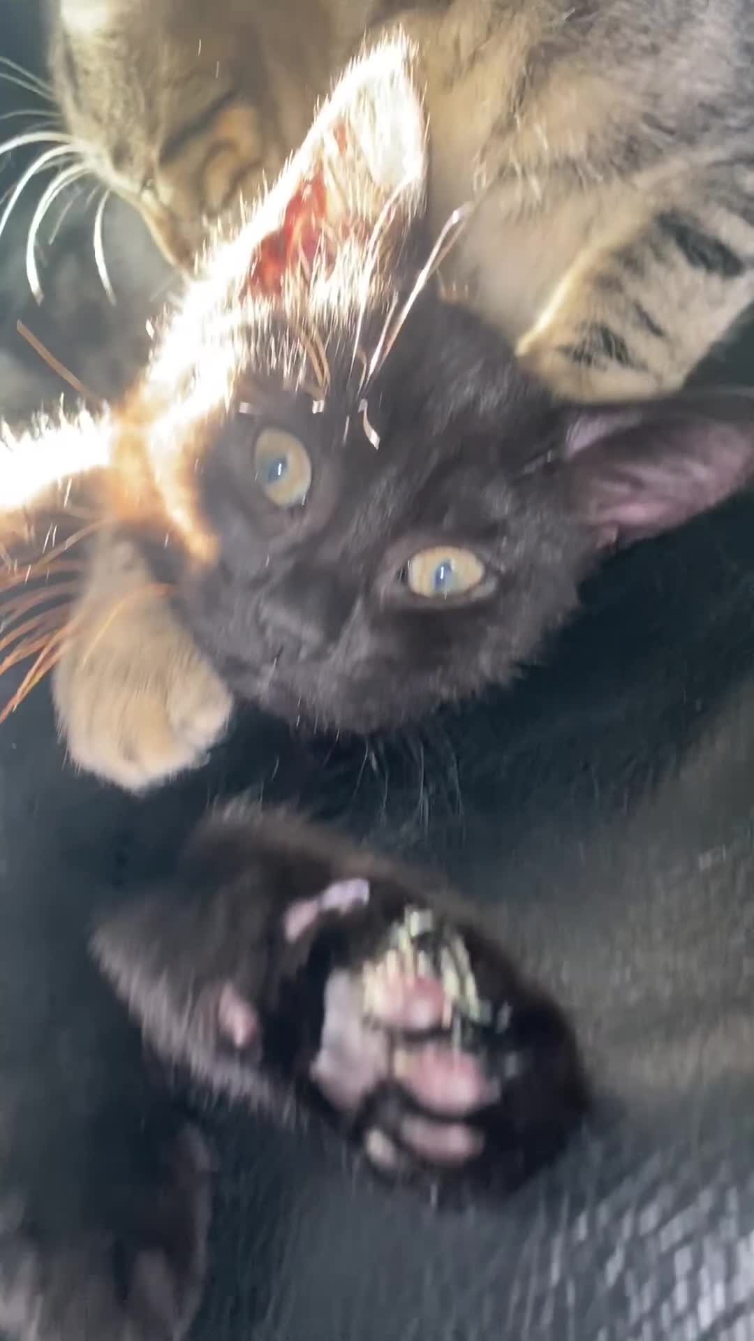 Mixed Breed cats for sale: Kitten for sale  - Video 1