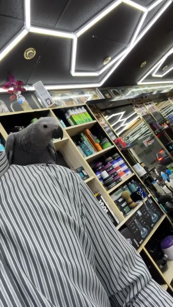 Parrots birds for sale: Male  in Southsea - Video 1