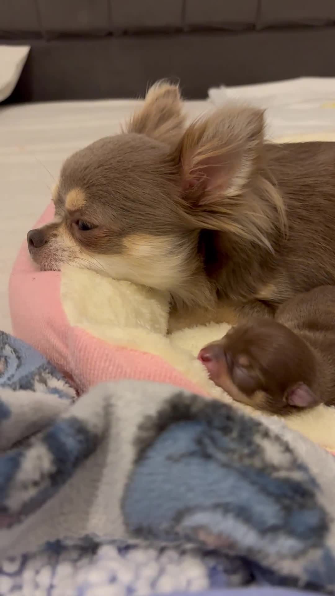 Chihuahua dogs for sale: Chocolate tan tiny girl  - Video 2