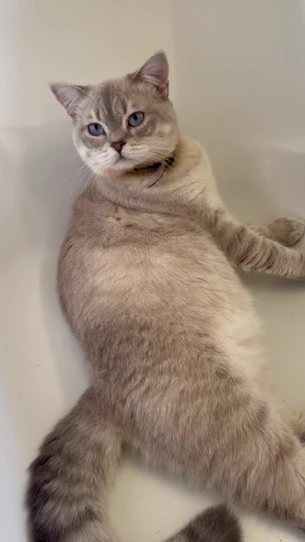 Scottish Fold cats for stud: Lovely Scottish Straight boy for stud in Milton Keynes - Video 1