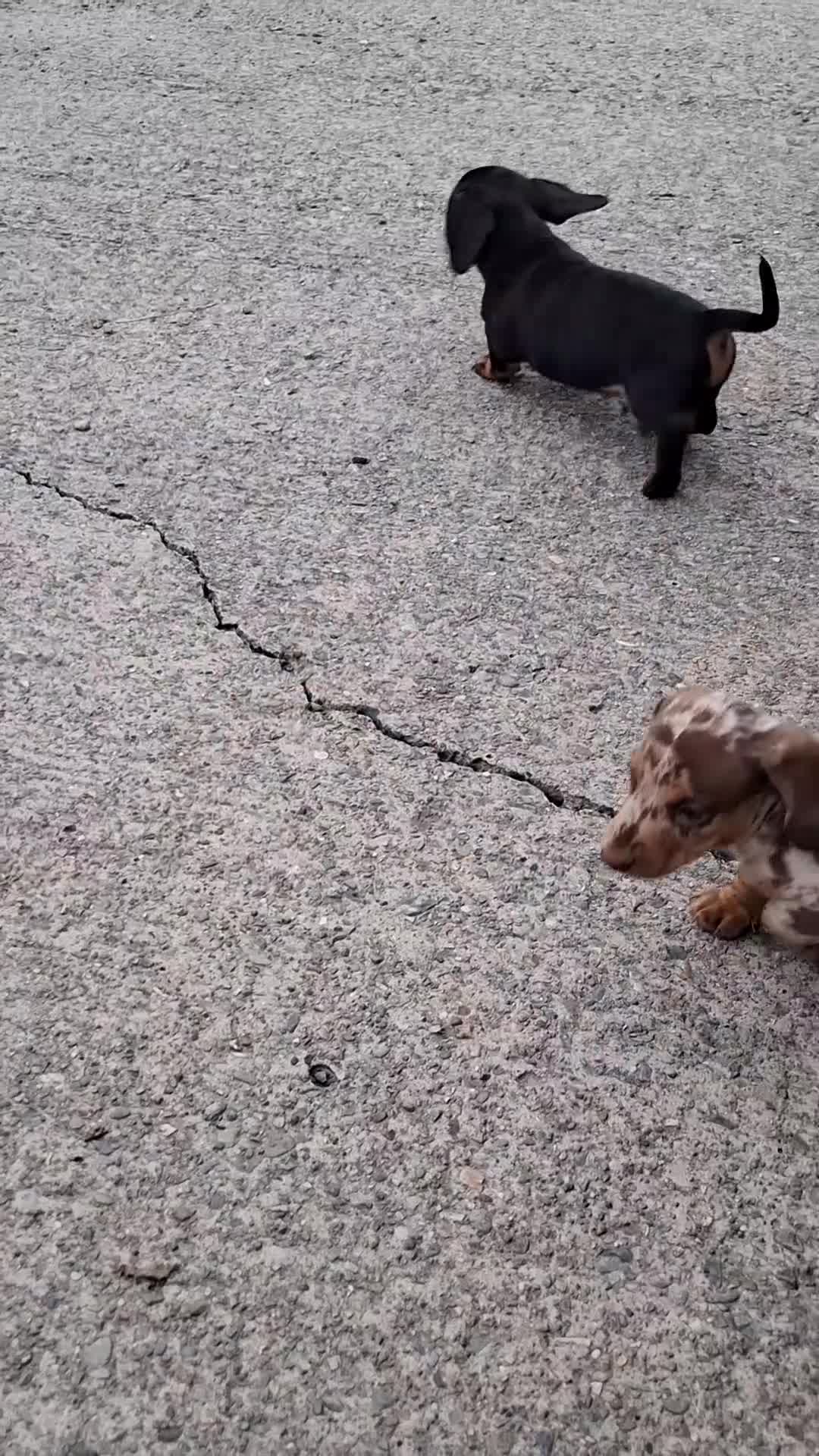 Miniature Dachshund dogs for sale: 2 Minature Dachshund dog pups - Video 1