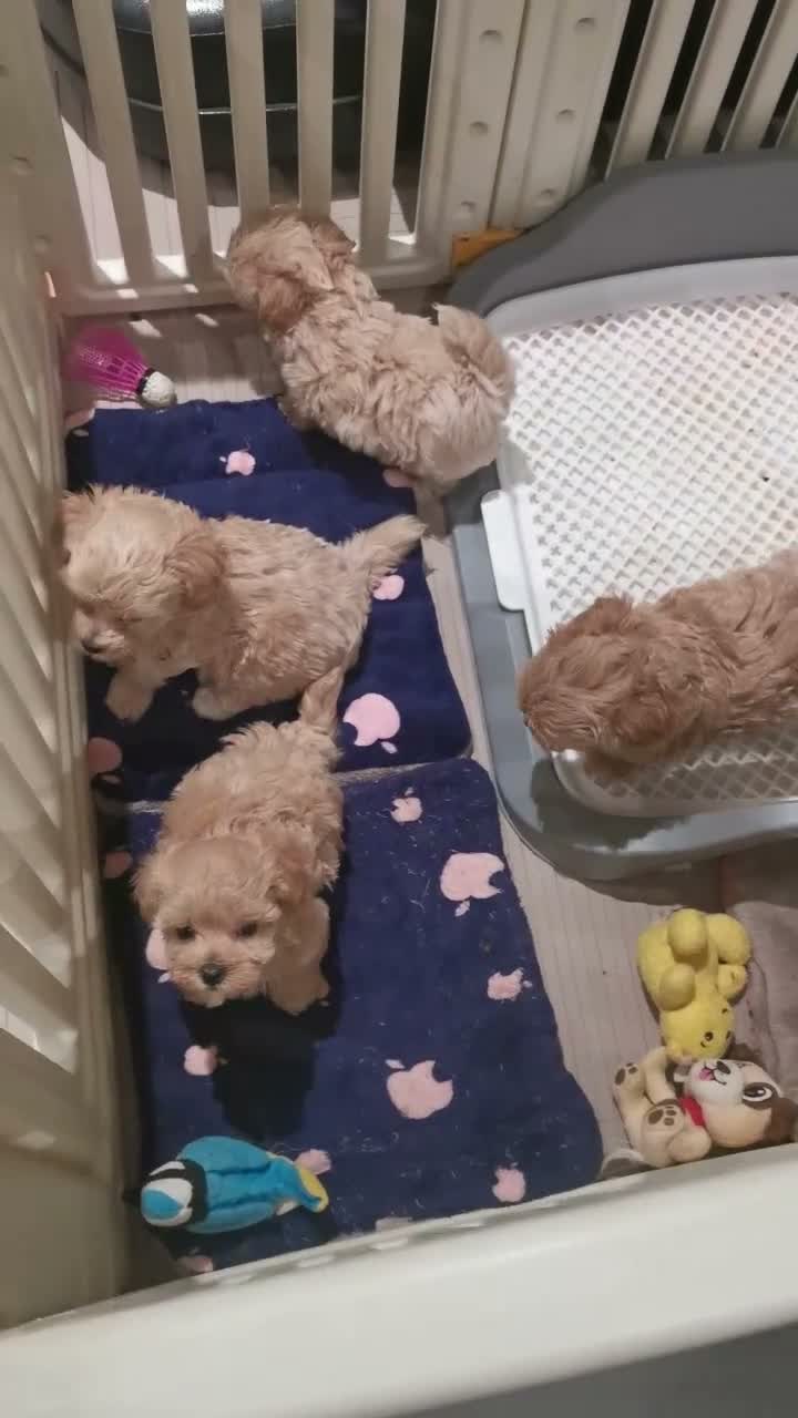 Maltipoo dogs for sale: Tiny Maltipoo F1 KC Parents Extensively DNA Clear  - Video 3