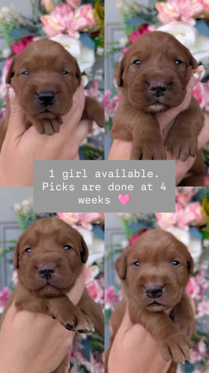 Labrador Retriever dogs for sale: Dark Fox Red Labrador Puppies  - Video 1