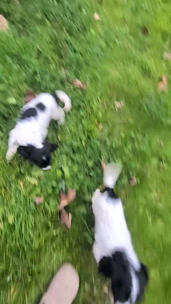 Cocker Spaniel dogs for sale: Beautiful cocker Spaniel pups  - Video 1