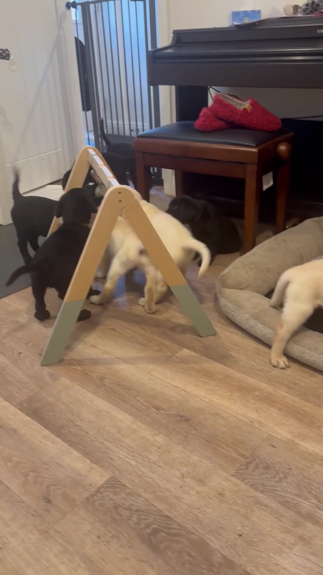 Labrador Retriever dogs for sale: 3 black females remaining – Labrador Retrievers - Video 1