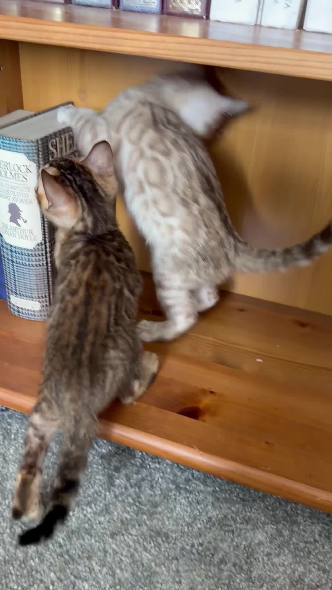 Bengal cats for sale: Bengals _Felis Bengalensis_ Pedigree TICA Kittens. - Video 4