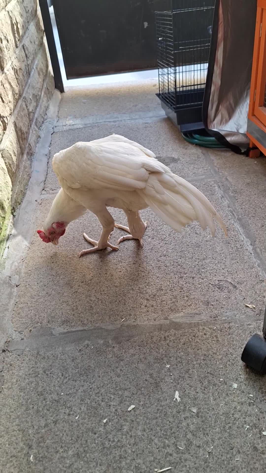 Chickens poultry for sale: Fighting Aseel  - Video 1