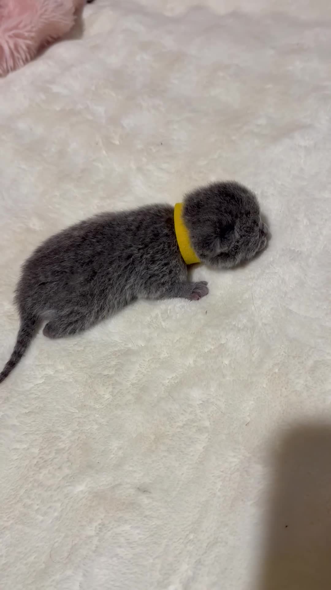 British Shorthair cats for sale: British Shorthair Kittens Champion Line 😻🥇🏆 - Video 3