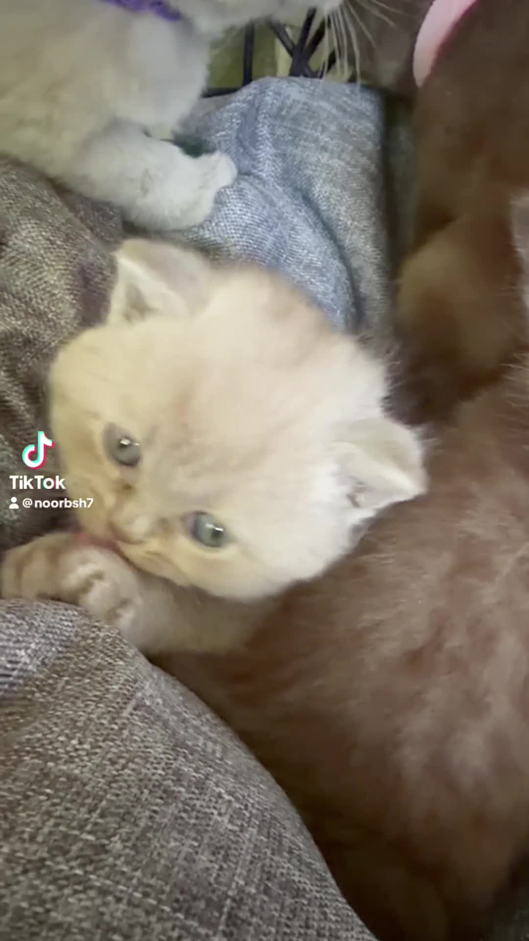 British Shorthair cats for sale: Beautiful GCCF Registered BH Kittens, Choc & Lilac - Video 4