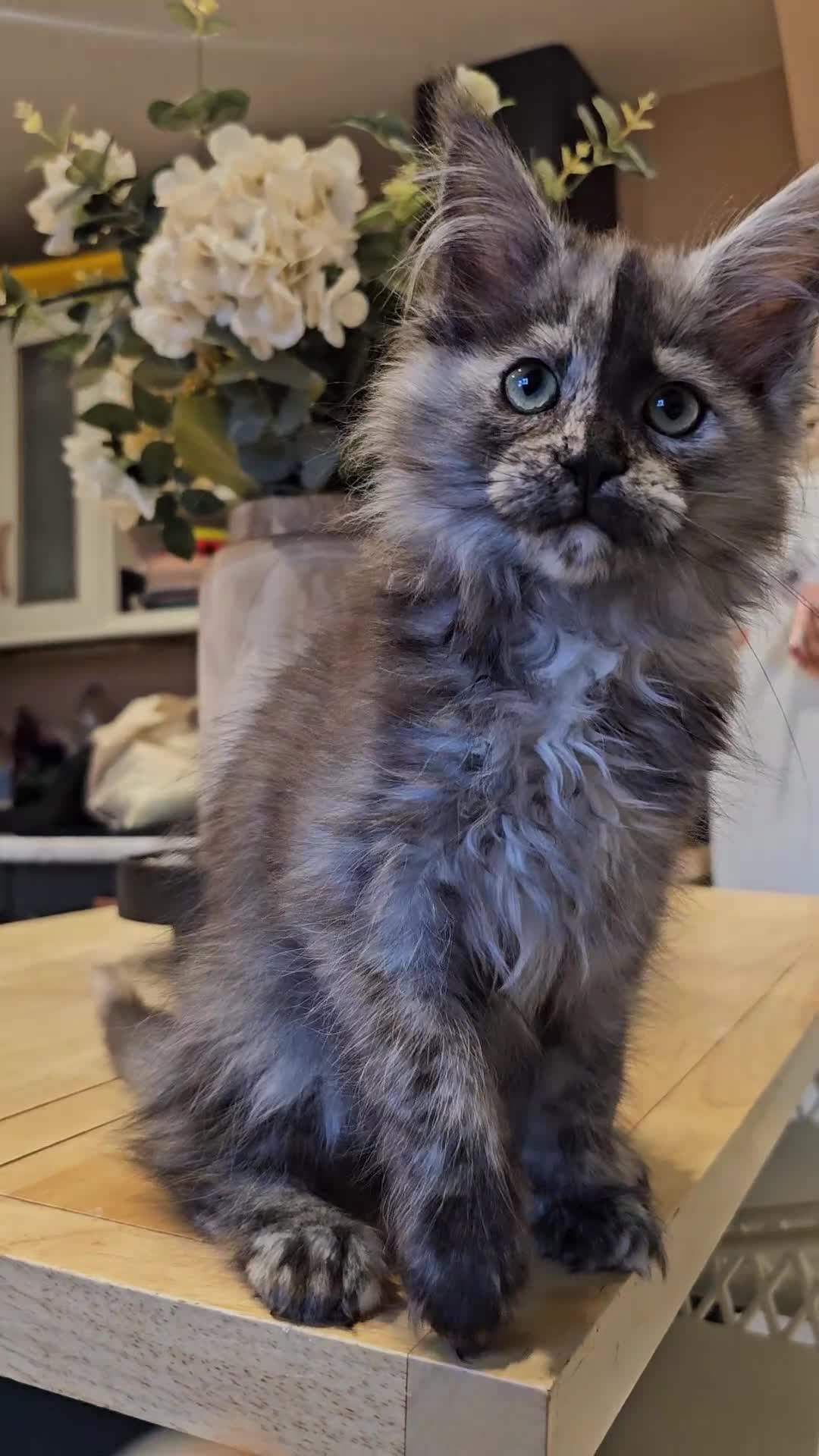 Maine Coon cats for sale: TICA maine coon kittens ready to leave - Video 1