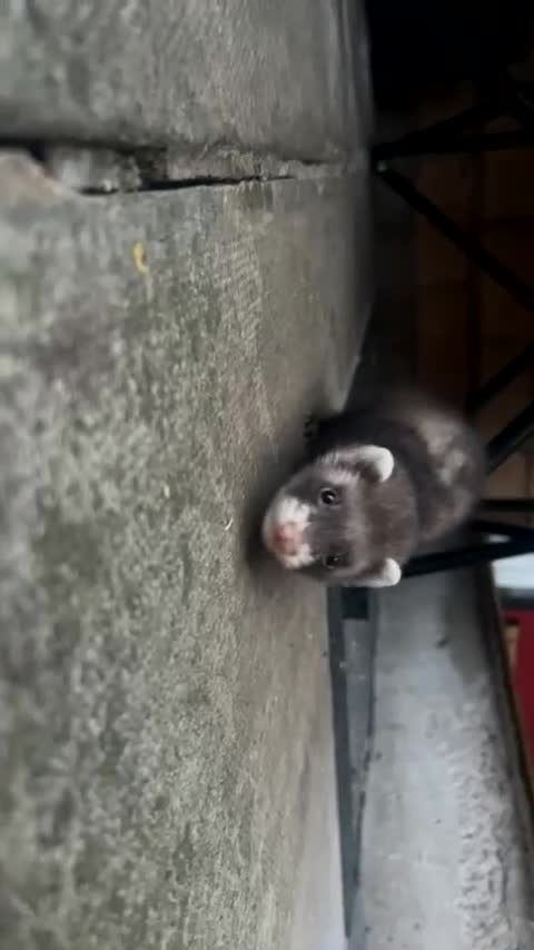 Ferret rodents for sale: Ferrets - Video 2
