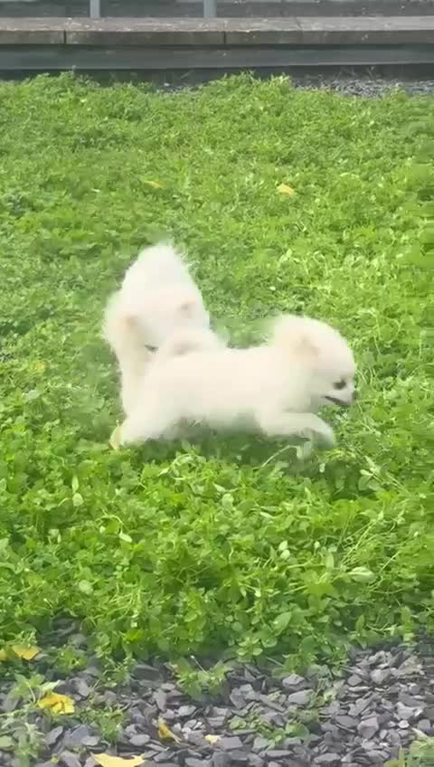 Pomeranian dogs for sale: 🐶 Adorable Pomeranian Puppies for Sale! 🐾 - Video 1
