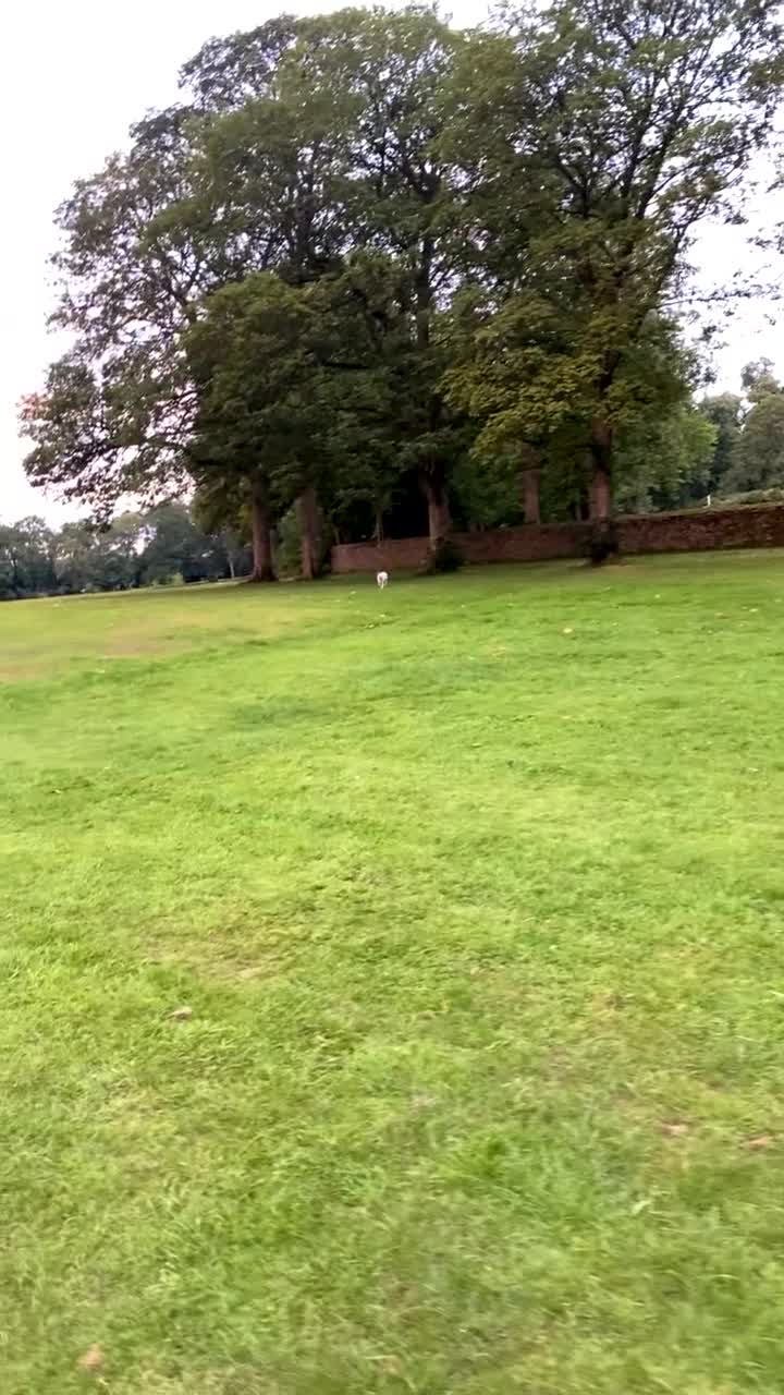 American Bull Staffy dogs for sale: Daisy - Video 2