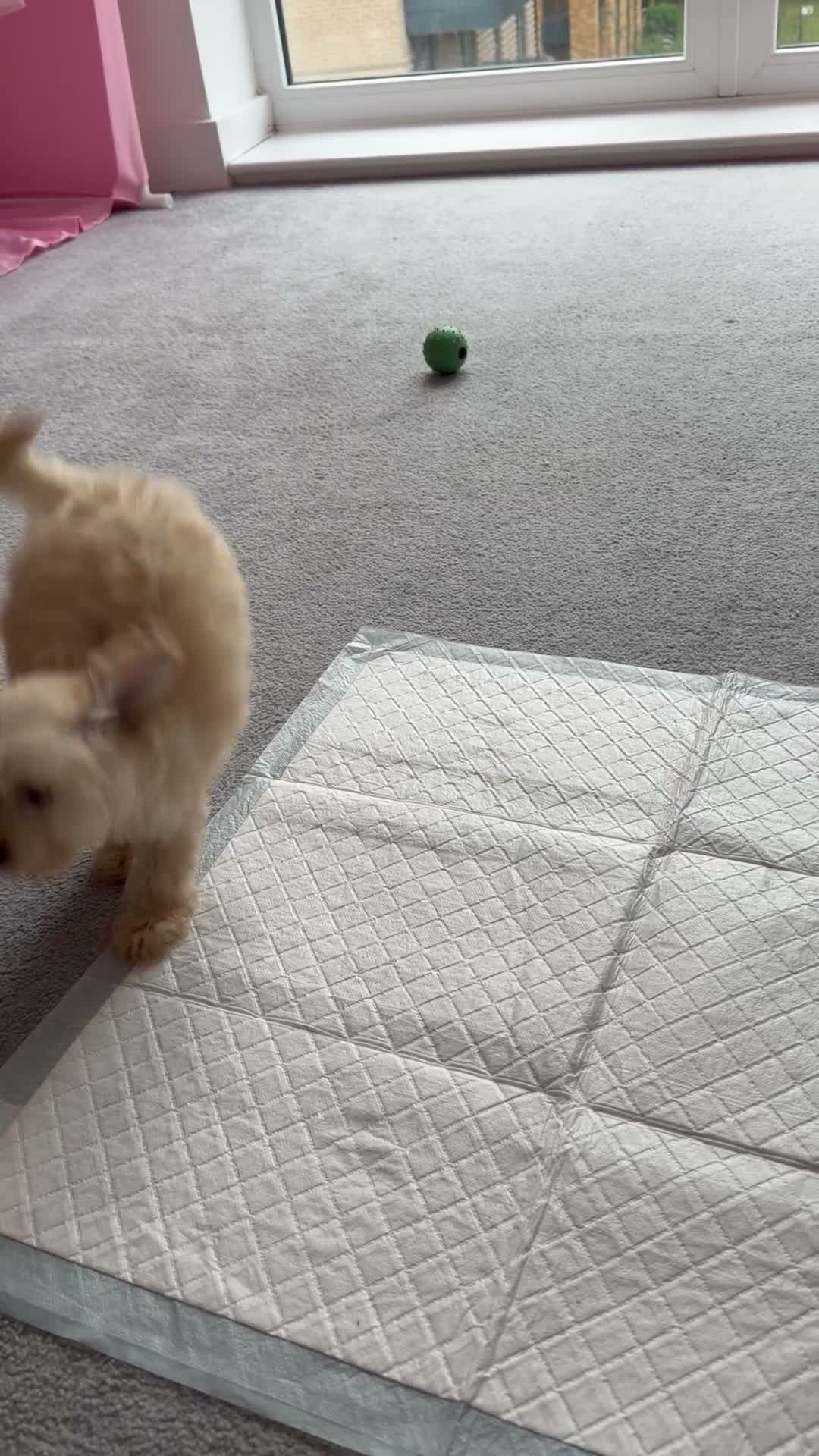 Cockapoo dogs for sale: Puppy Looking for new home  in London - Video 1