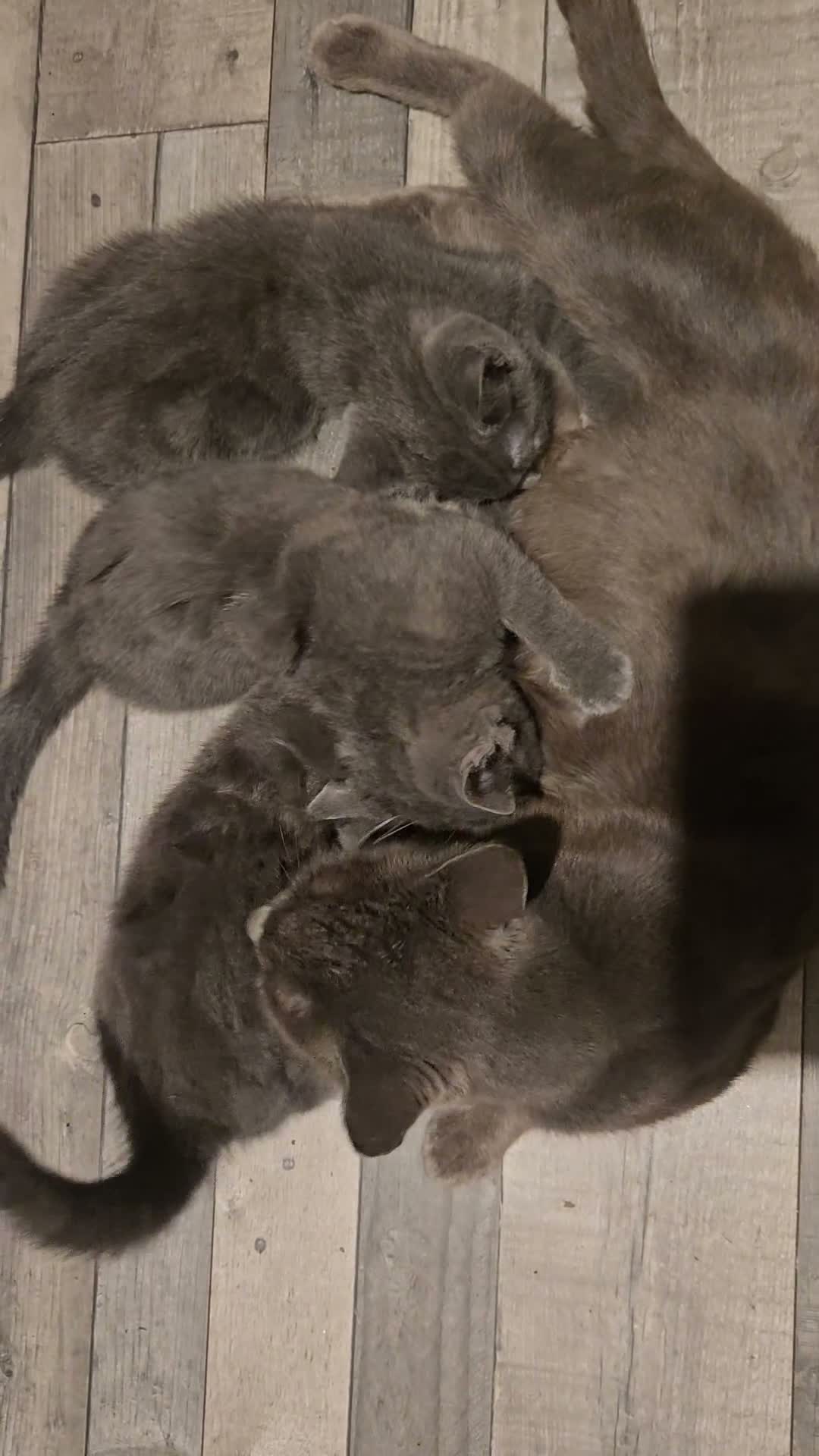 Mixed Breed cats for sale: 3 Half Ragdoll Grey Kittens - Video 1