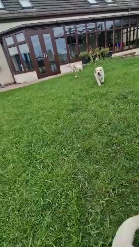 Labrador Retriever dogs for sale: Labrador Puppy looking for a loving home 💙 - Video 1