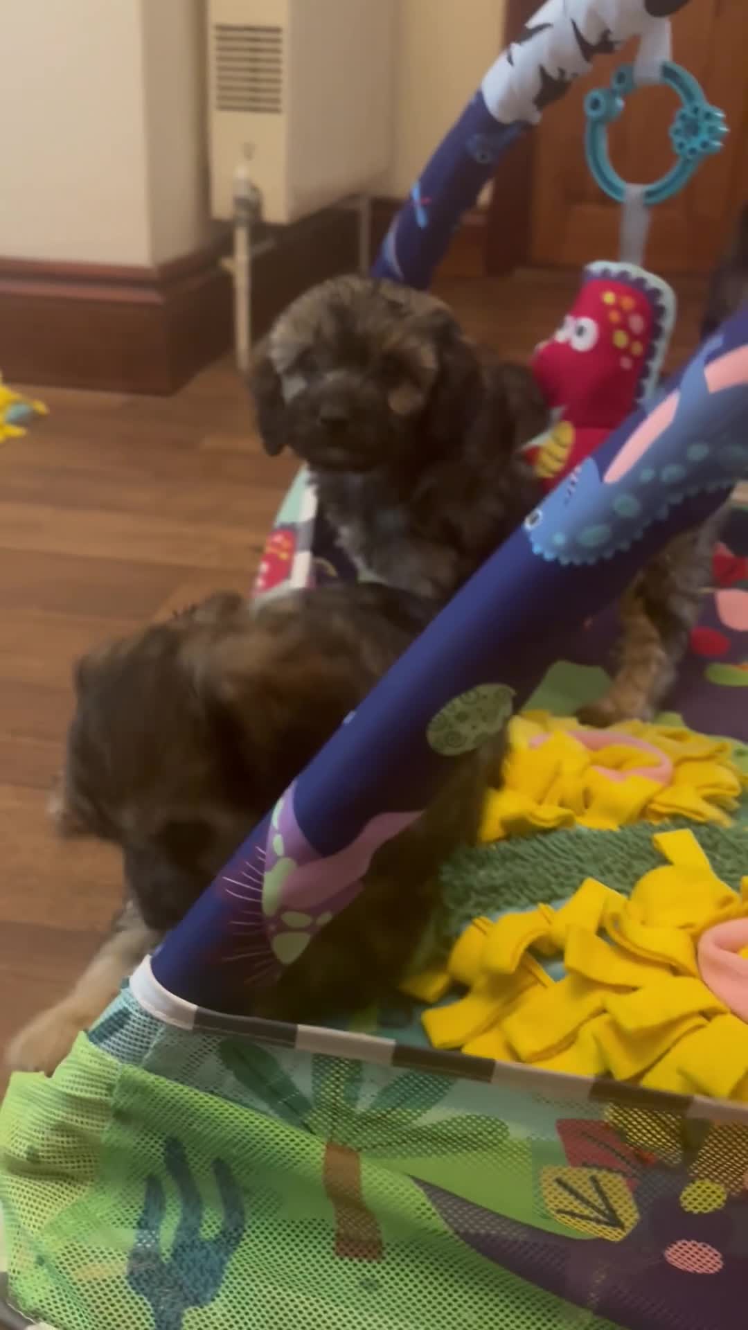 Cavapoo dogs for sale: Amazing coloured fi cavapoo health tested parents  - Video 5
