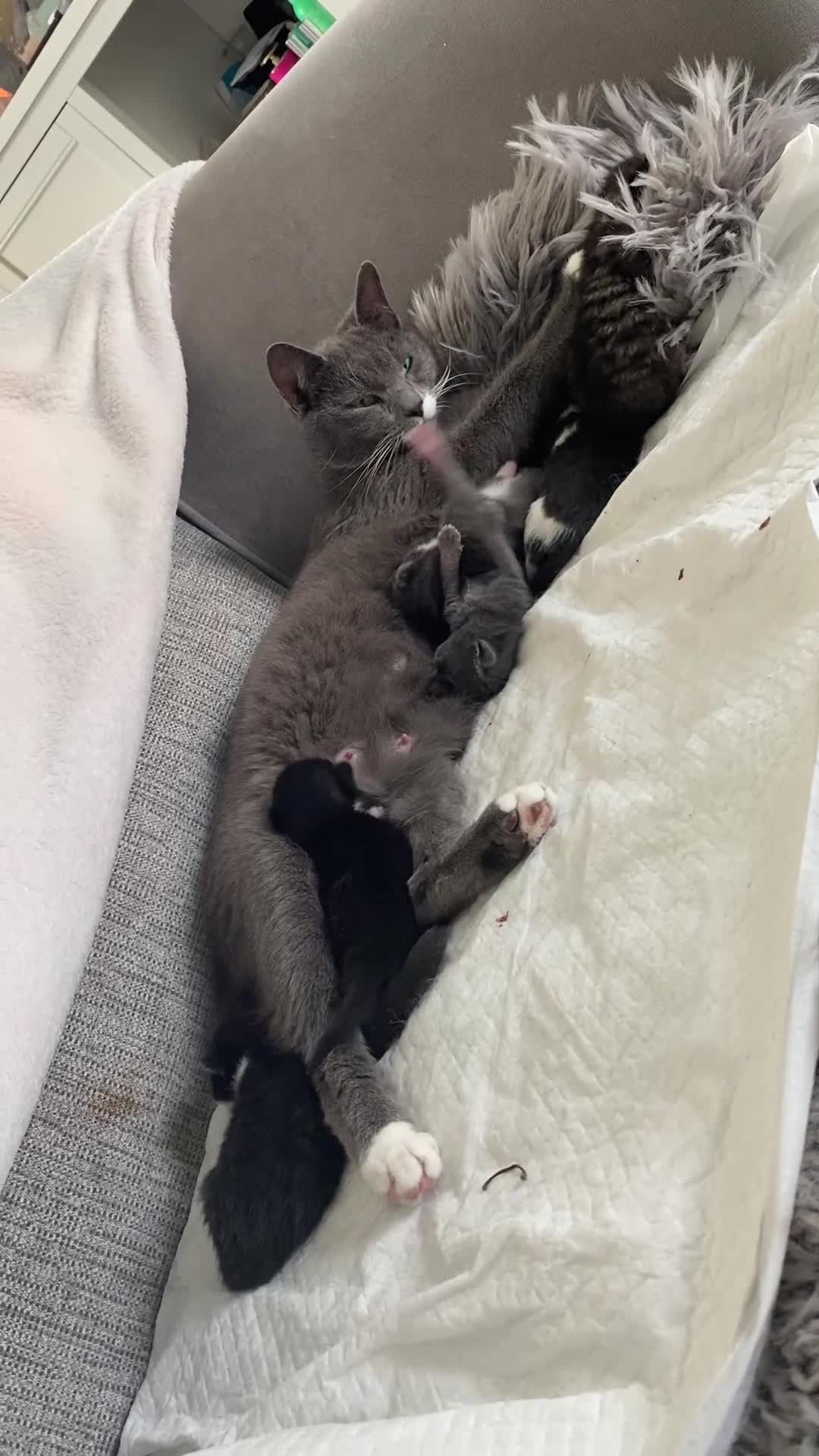 Mixed Breed cats for sale: Adorable playful kittens - Video 2
